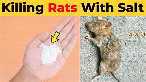 How can you kill a rat. Things To Know About How can you kill a rat. 